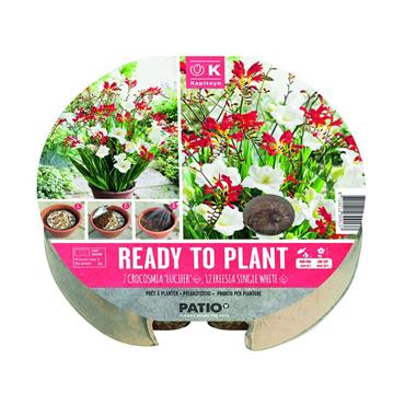 PLANT-O-MAT TRAY CROCOSMIA & FREESIA