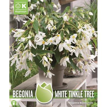 BEGONIA BOLIVIENSIS WHITE TINKLE TREE