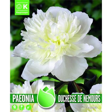 PAEONIA DUCHESSE DE NEMOURS