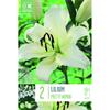 LILIUM PRETTY WOMAN