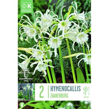 HYMENOCALLIS FESTALIS