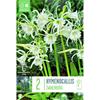 HYMENOCALLIS FESTALIS