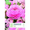 RANUNCULUS PINK