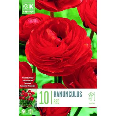 RANUNCULUS RED