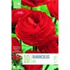 RANUNCULUS RED