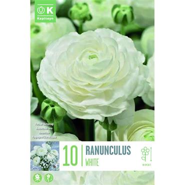 RANUNCULUS WHITE