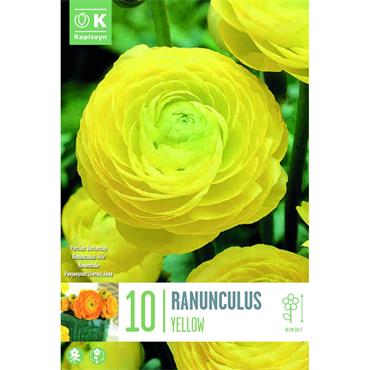RANUNCULUS YELLOW
