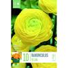 RANUNCULUS YELLOW
