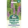 WILDFLOWER FOXGLOVE