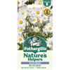 WILDFLOWER OX EYE DAISY