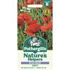 WILDFLOWER POPPY