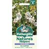 WILDFLOWER SEA CAMPION
