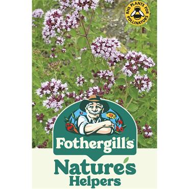 WILDFLOWER WILD MARJORAM