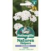 WILDFLOWER YARROW