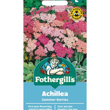 ACHILLEA SUMMER BERRIES