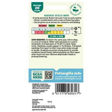 AGASTACHE ASTELLO INDIGO