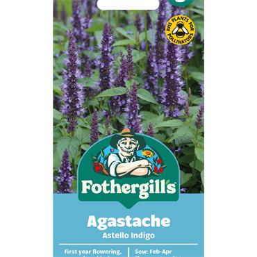 AGASTACHE ASTELLO INDIGO