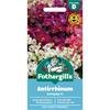 ANTIRRHINUM ANTIQUITY F1