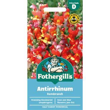 ANTIRRHINUM REMBRANDT