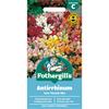 ANTIRRHINUM TOM THUMB MIX