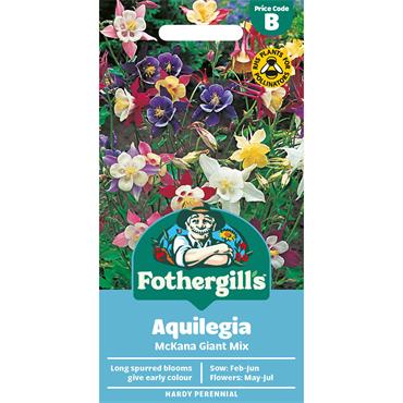 AQUILEGIA MCKANA GIANT MIX