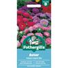 ASTER COLOUR CARPET MIX