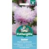 ASTER KINGSIZE APPLEBLOSSOM
