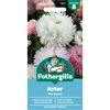 ASTER THE ROSES