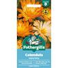 CALENDULA OOPSY DAISY
