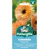 CALENDULA ORANGE FLASH