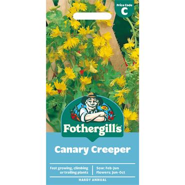 CANARY CREEPER