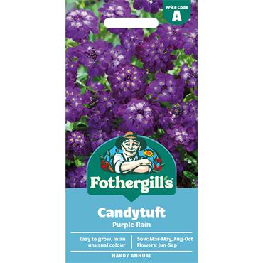 CANDYTUFT PURPLE RAIN