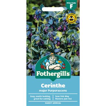 CERINTHE MAJOR PURPURASCENS