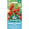 CHINESE LANTERNS PHYSALIS ALKEKENGI
