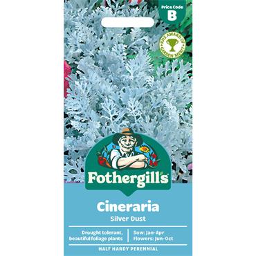 CINERARIA SILVER DUST