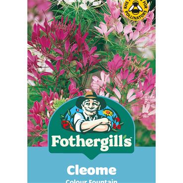 CLEOME COLOUR FOUNTAIN