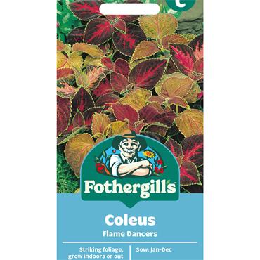 COLEUS FLAME DANCERS