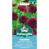 COSMOS DOUBLE CLICK CRANBERRY