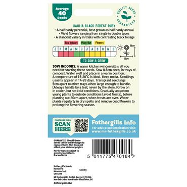 DAHLIA PINNATA BLACK FOREST RUBY