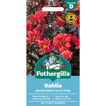 DAHLIA PINNATA BLACK FOREST RUBY