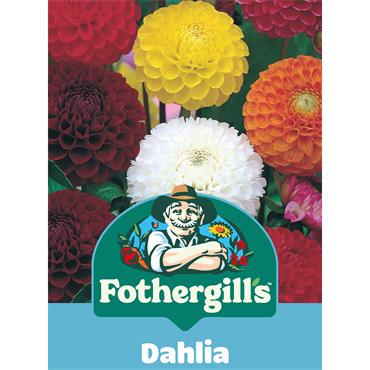 DAHLIA POMPON MIX