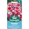 DIANTHUS BABY DOLL MIX