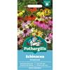 ECHINACEA DREAMCOAT