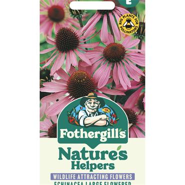 ECHINACEA LARGE FLOWERED