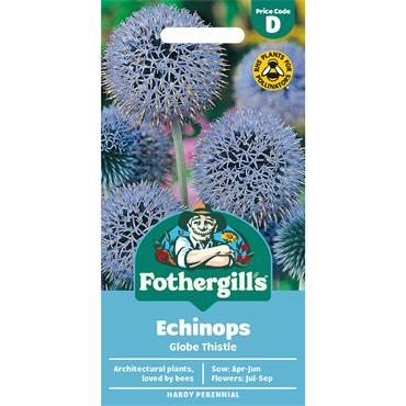 ECHINOPS GLOBE THISTLE