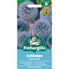 ECHINOPS GLOBE THISTLE