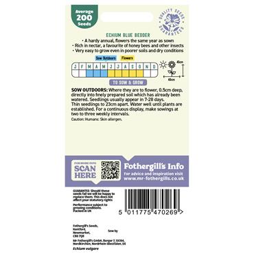ECHIUM BLUE BEDDER