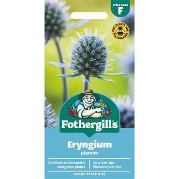 ERYNGIUM PLANUM