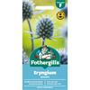 ERYNGIUM PLANUM
