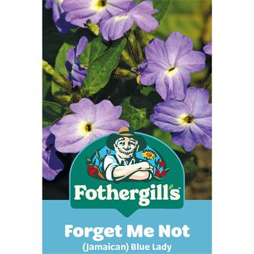 FORGET ME NOT (JAMAICAN) BLUE LADY